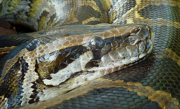 Найденного в Индонезии питона признали самой длинной дикой змеей