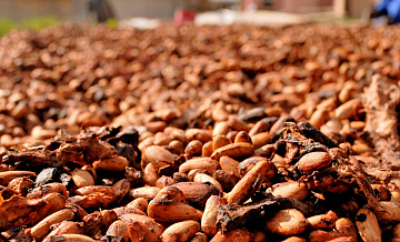 Россия нарастила импорт какао-бобов из Эквадора