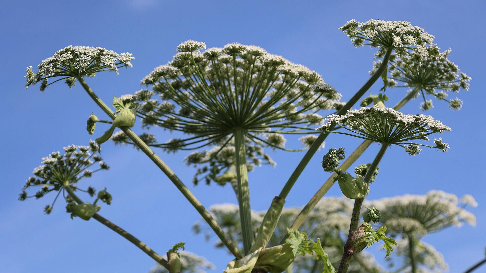 ������������ ��������� ������ � �������� ����� ������ ���������