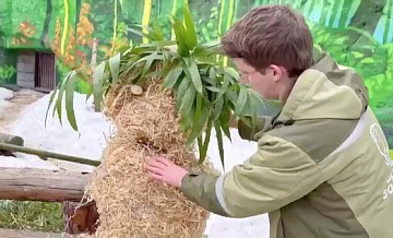Панде Катюше подарили куклу из бамбука