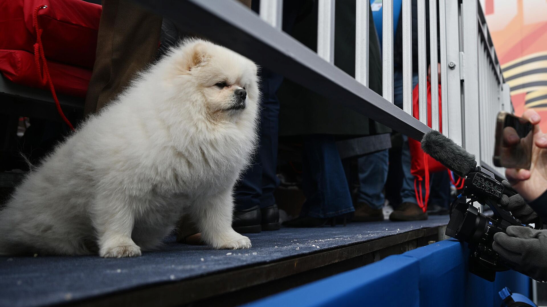 СМИ: шпица Лукашенко использовали как отвлекающий маневр на параде Победы