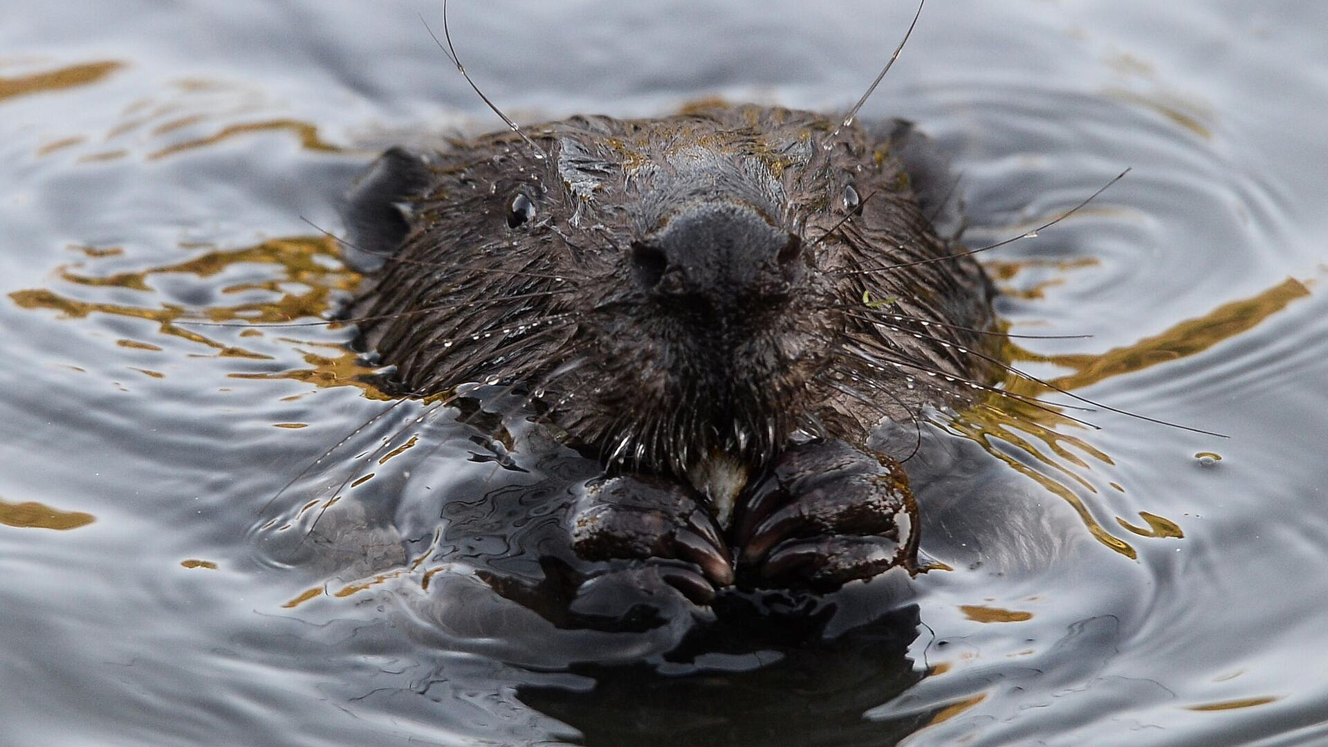 � �������� ����� �������� �����, ������������� ������� � ��������� ����