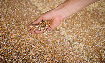 Импорт Японией зерна из России вырос более чем на девять тысяч процентов
