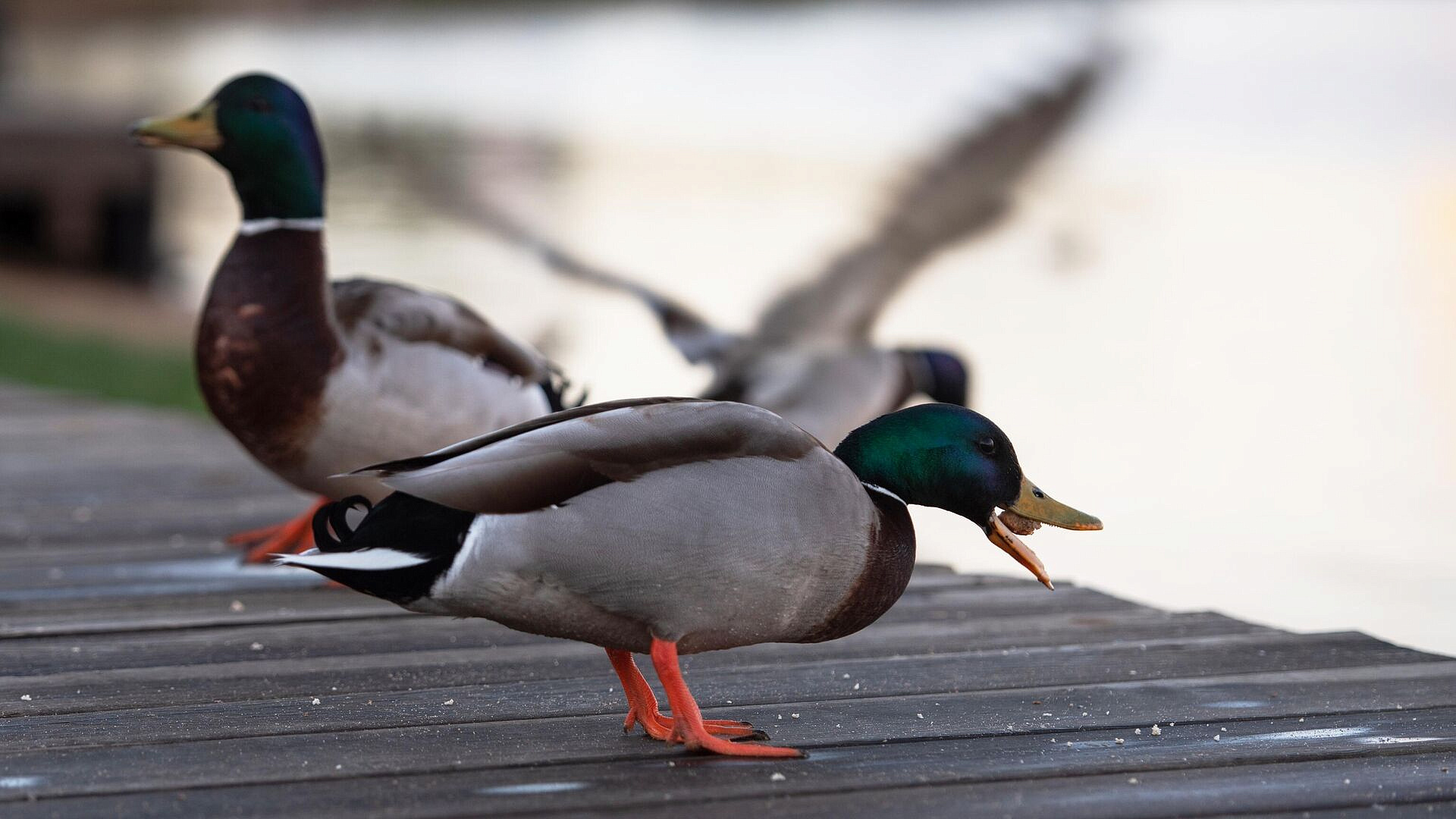 � ������ ���� ������ ������, �������� � ��������� ���������