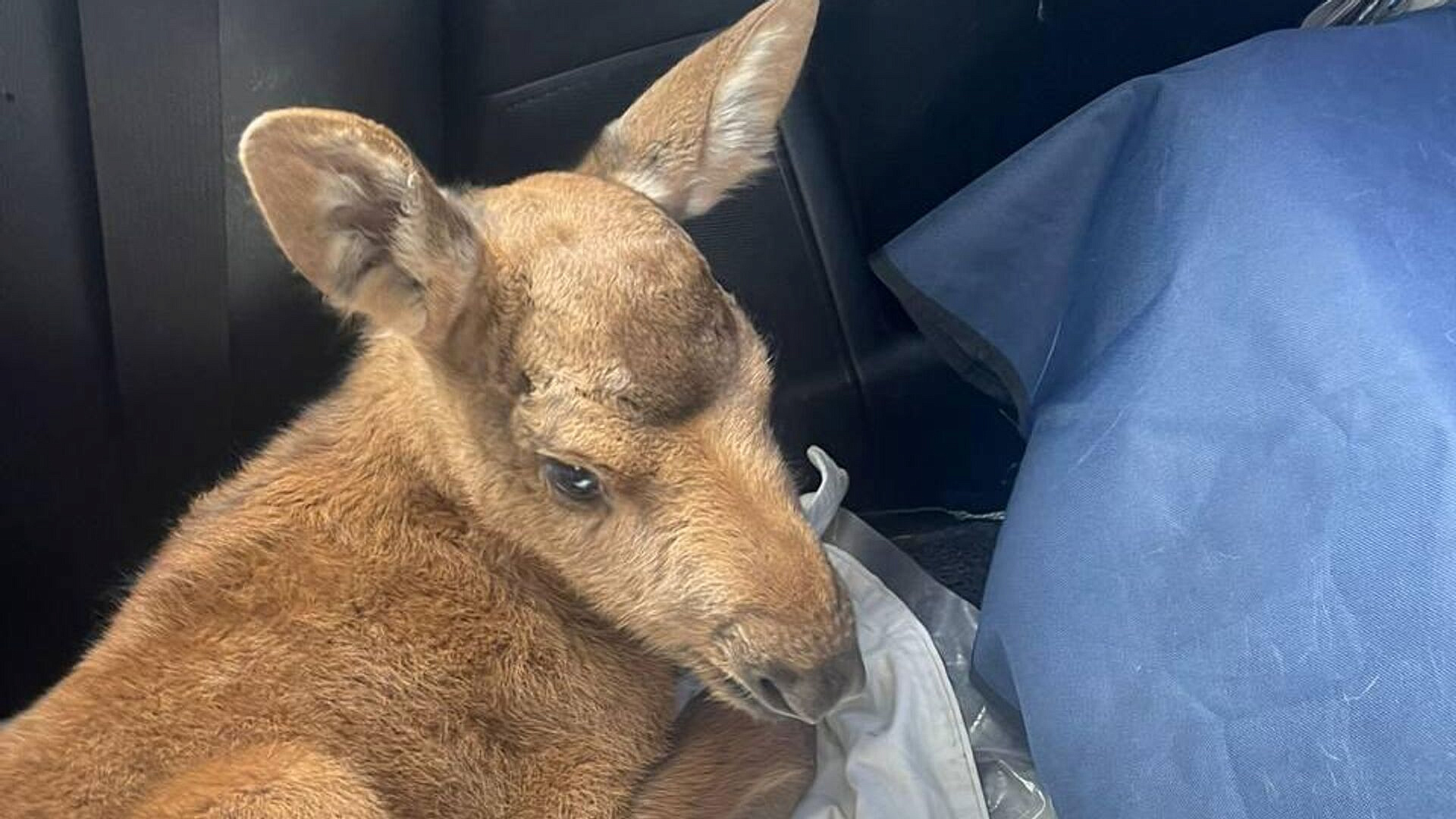 В Пензенской области спасли лосенка, который остался без мамы