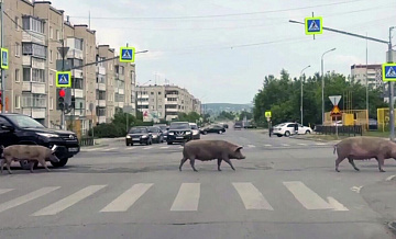 Мужчину, чьи свиньи "захватили" Ревду, привлекли к ответственности
