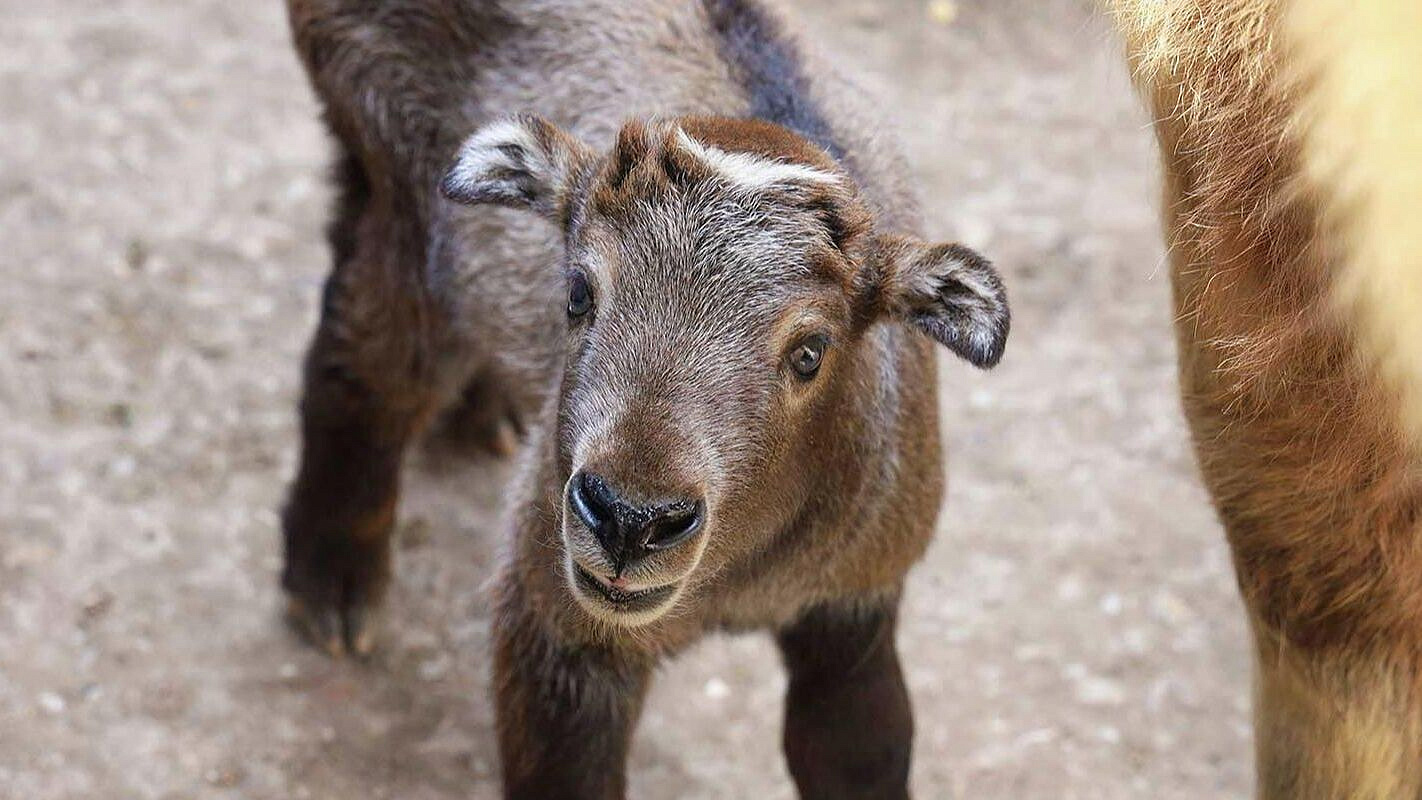В Московском зоопарке родились два детеныша сычуаньского такина