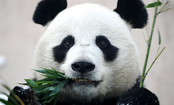 В Китае задержали двух мужчин за фейки о больших пандах