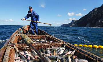 Магаданские рыбаки перевыполнили план по вылову лосося