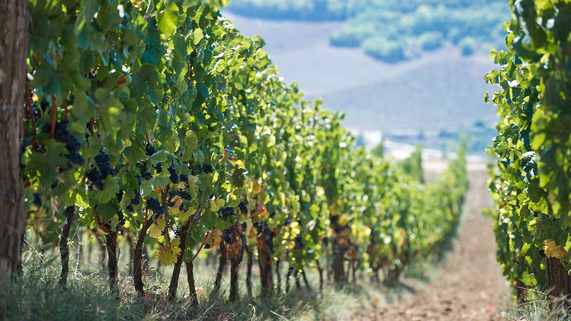 В Севастополе создадут архитектурный код для виноделен