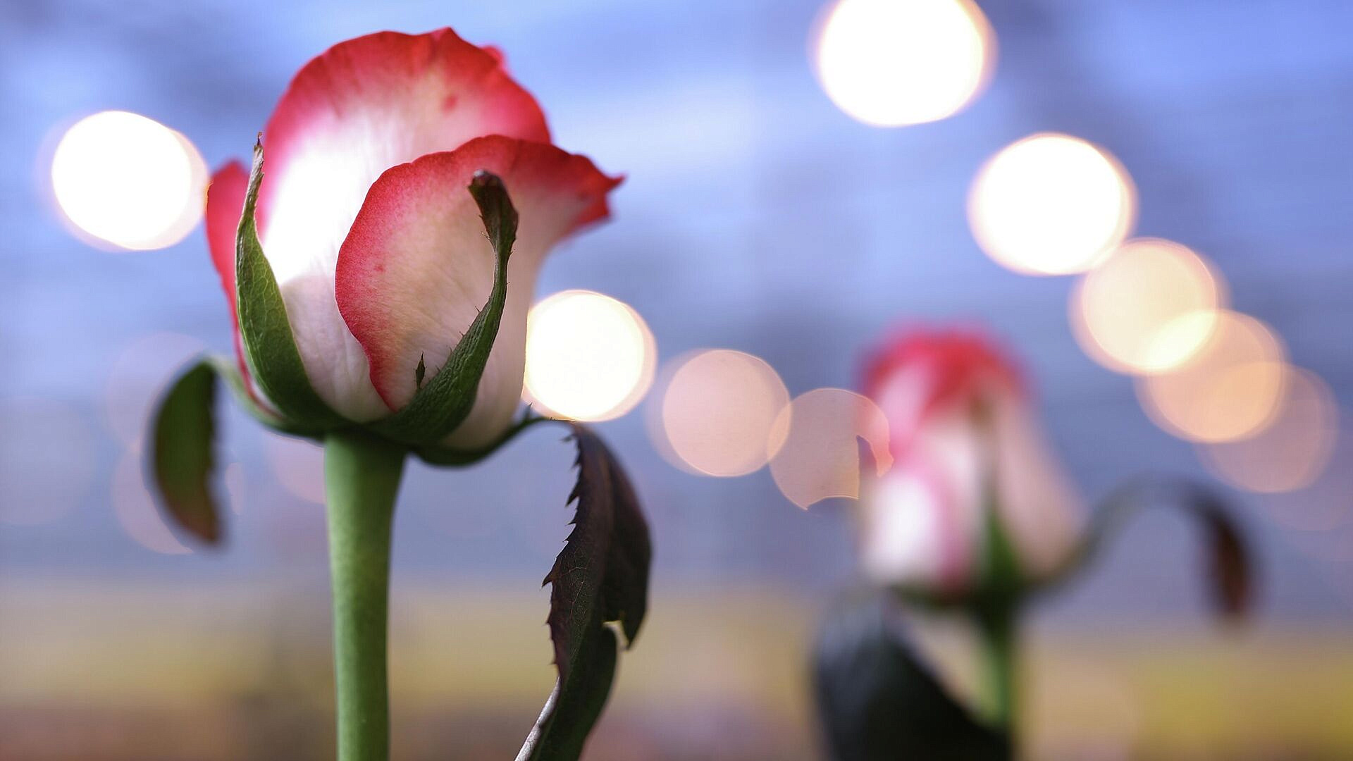 Россиян предупредили о "сюрпризах" от мошенников к 8 марта