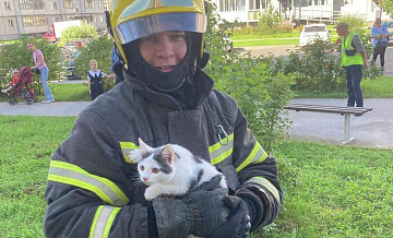 В Великом Новгороде спасли кота, застрявшего в окне