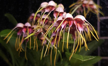 � ����������� ������� � ������ ����������� ������ �������