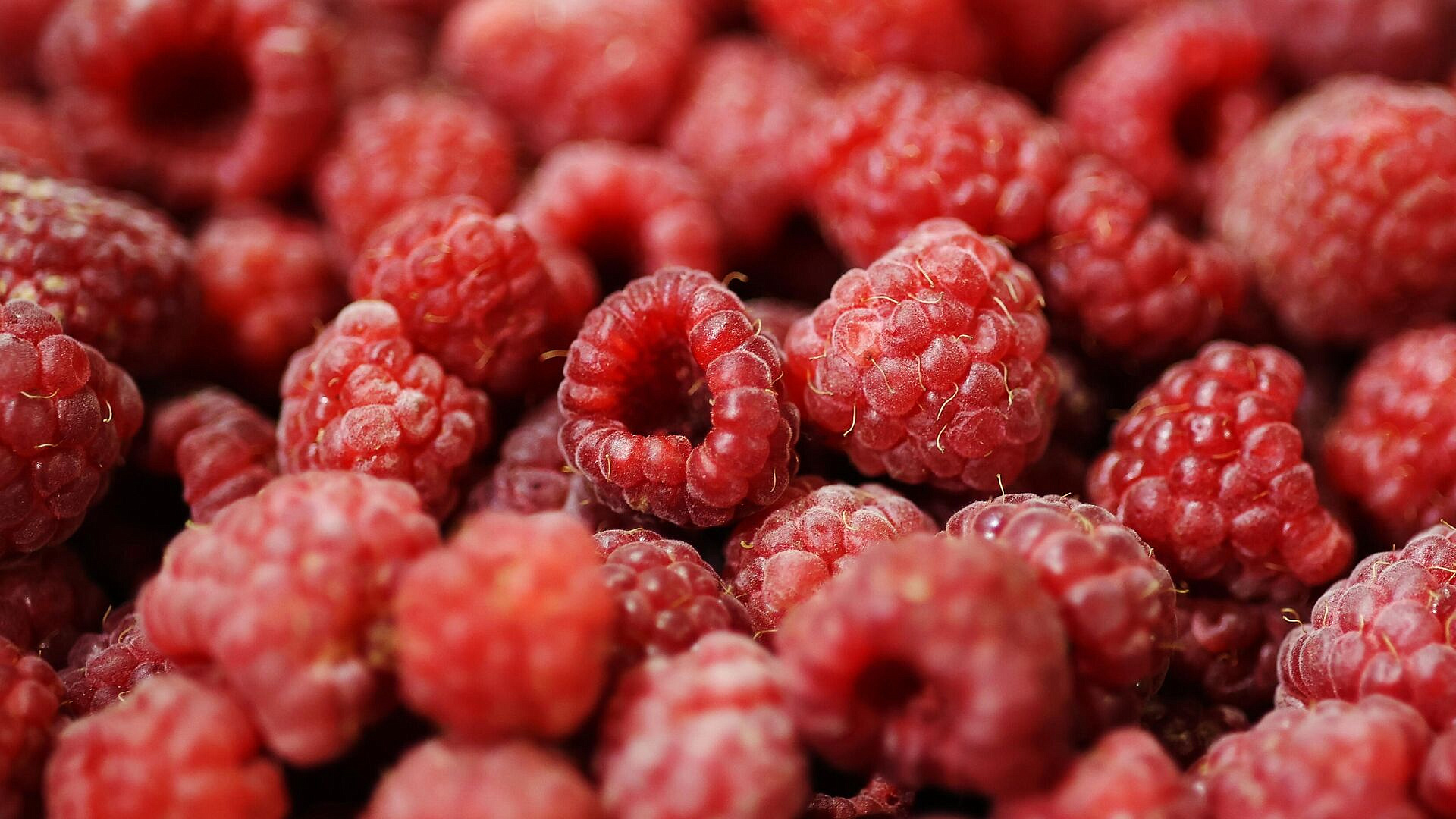 Россия выращивает почти четверть всей малины в мире