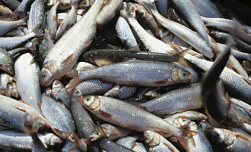 Британия признала зависимость от российской рыбы