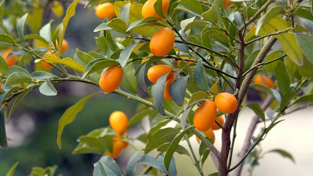 Врач рассказала, кому нельзя есть кумкват