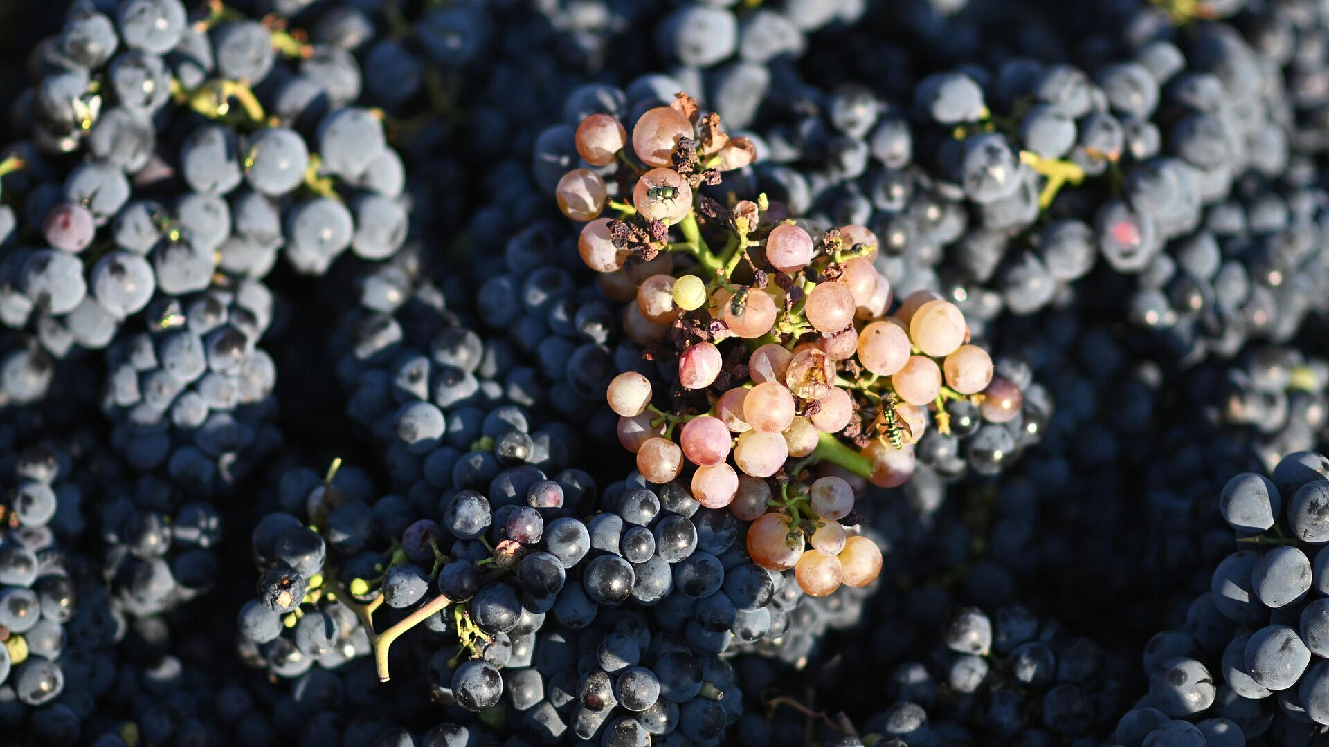 ������ �� ����� �������� ����������� ������� ������ ���������, ������ �����