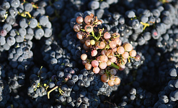 Россия по праву гордится уникальными сортами своего винограда, заявил Титов