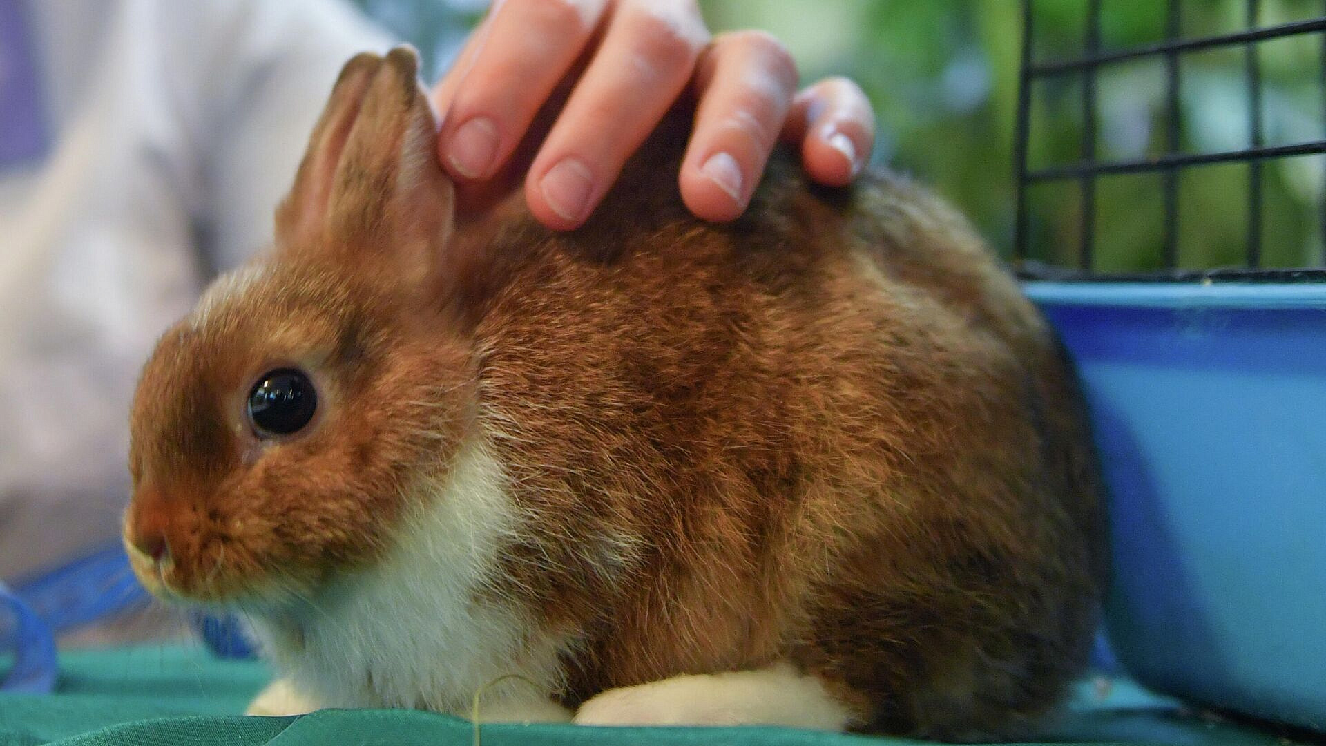 Ветеринар рассказала, у каких животных может появиться весенняя аллергия