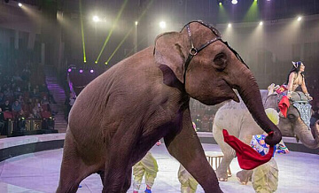 "Росгосцирк" и Минкультуры Абхазии подписали соглашение о сотрудничестве