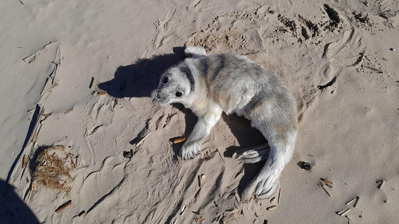 � ������� ����� ��������� ���� ����� �������