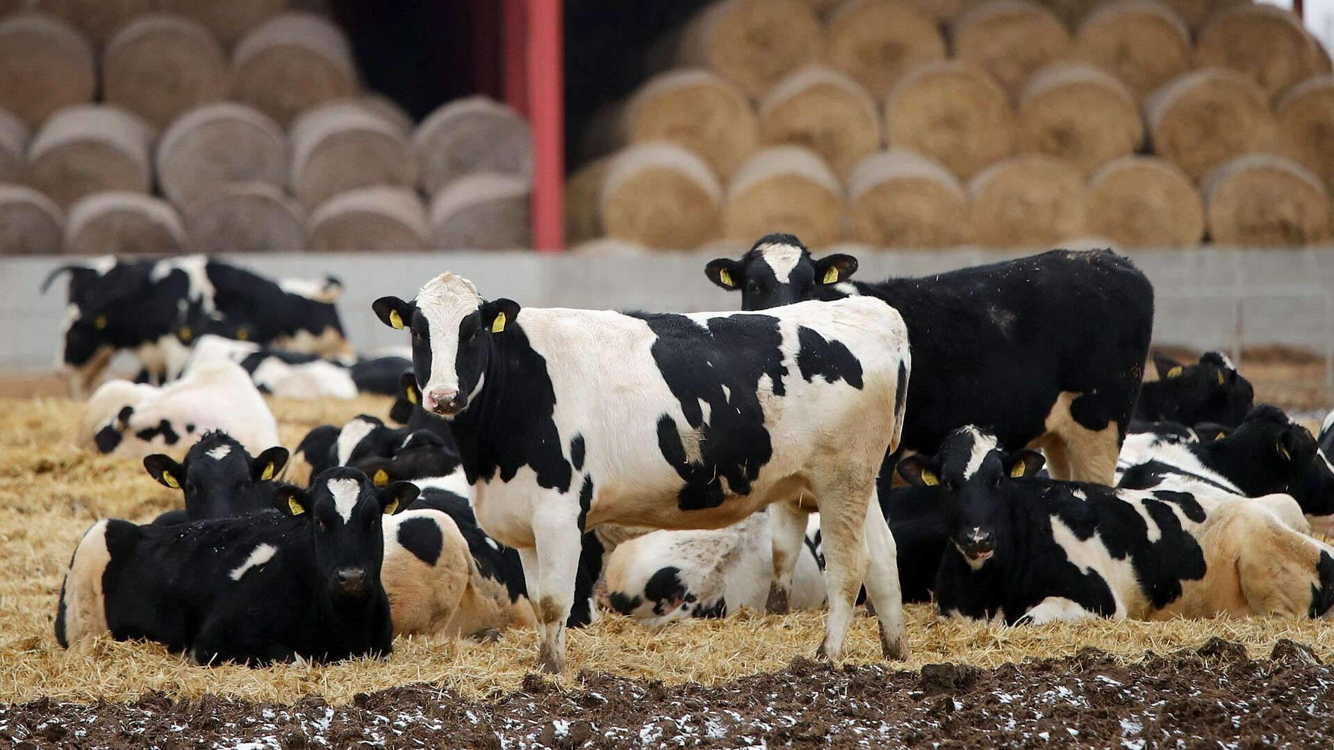 В Новосибирской области планируют завершить изъятие скота через два дня