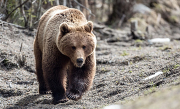 Медведицу, спасенную в Приморье, отправили в Ростовскую область