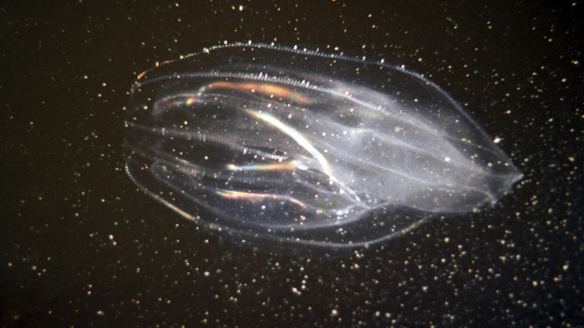 � "�����������" ���������� ������������ ���������� 