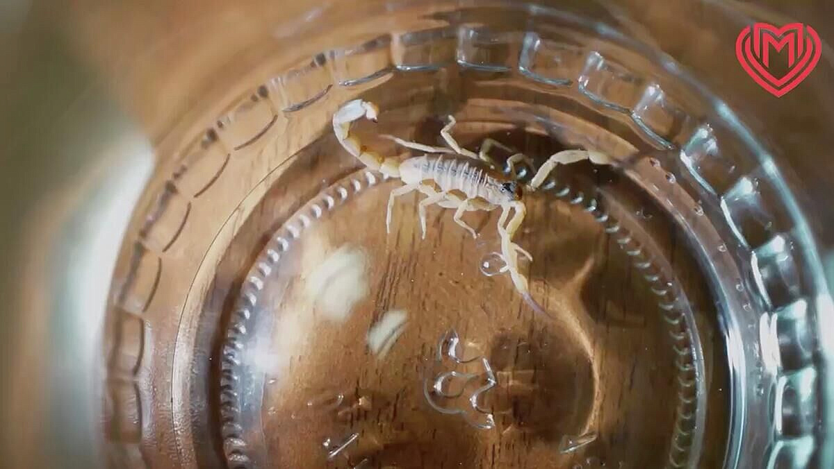 � ������ ������� ������ ��������