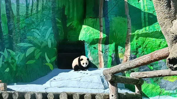 В Московском зоопарке панда Катюша вышла в уличный вольер