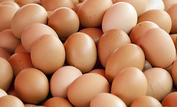 Огромную свалку куриных яиц обнаружили в Омской области