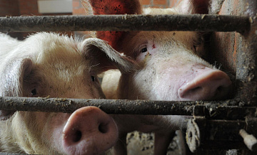 Патрушев рассказал об убытках животноводства из-за болезней