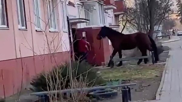 В Гомеле мужчина пытался завести коня в многоквартирный дом
