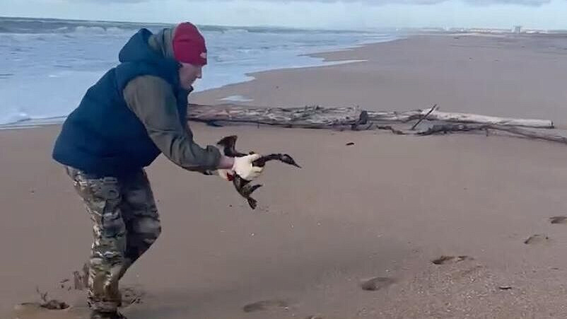 В Анапе спасли около 30 птиц, пострадавших от разлива мазута