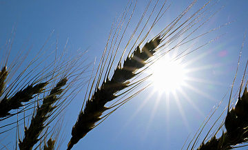 Министр сельского хозяйства рассказала о влиянии непогоды на урожай