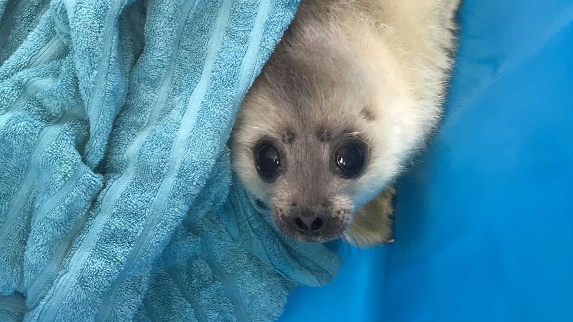 В Ленинградской области спасли еще одного детеныша нерпы