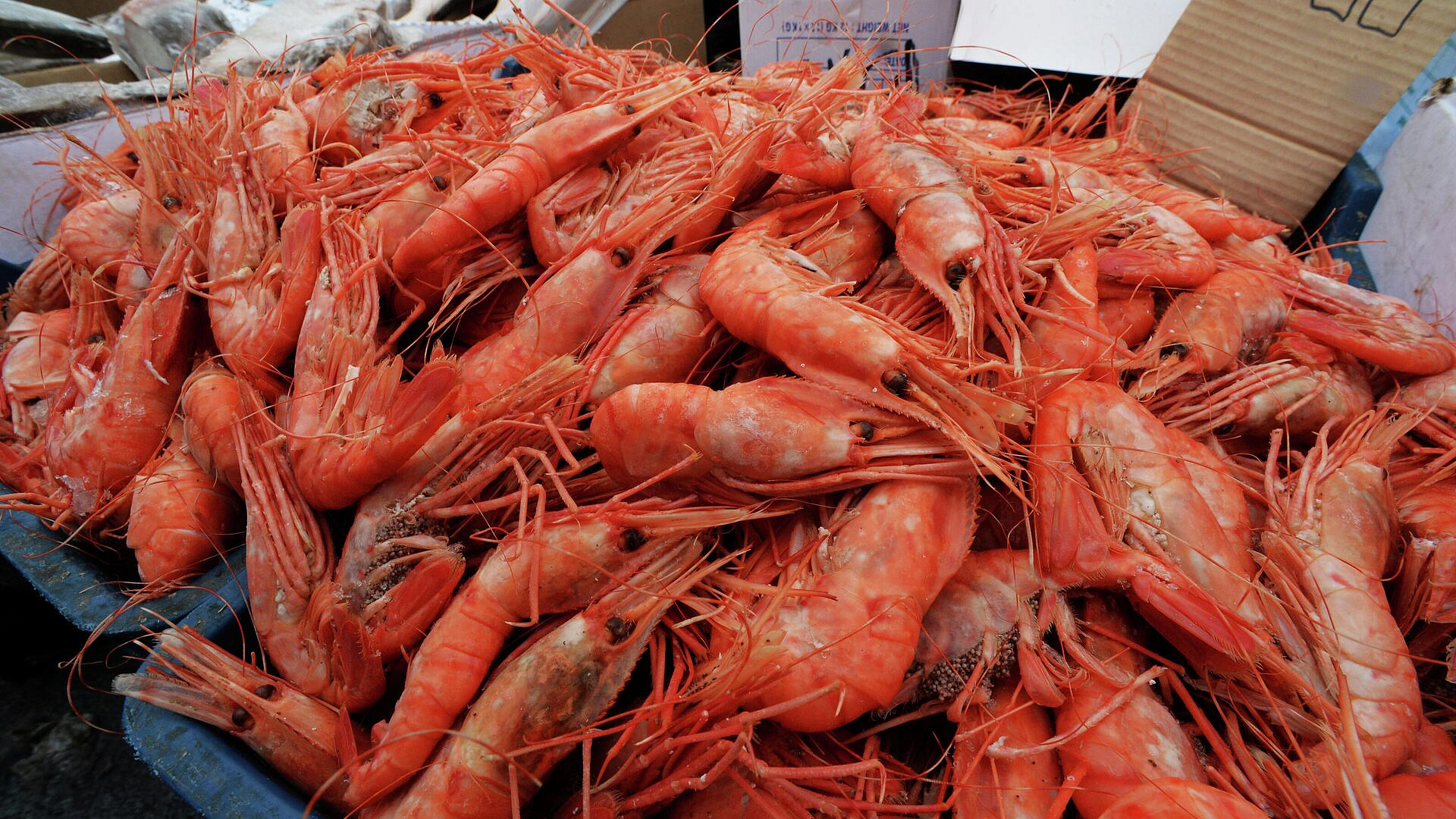 ����� 500 ��������� ������������� � ������ ���� ������ � ������ ��������