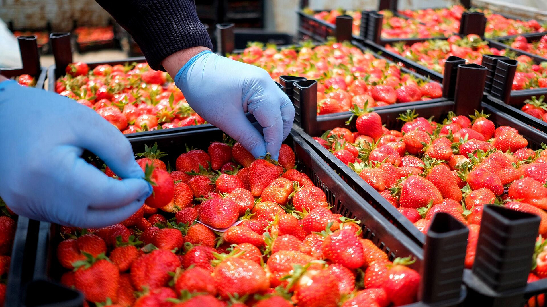 Россия стала шестым крупнейшим импортером клубники в 2023 году