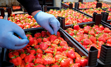 Россия стала шестым крупнейшим импортером клубники в 2023 году