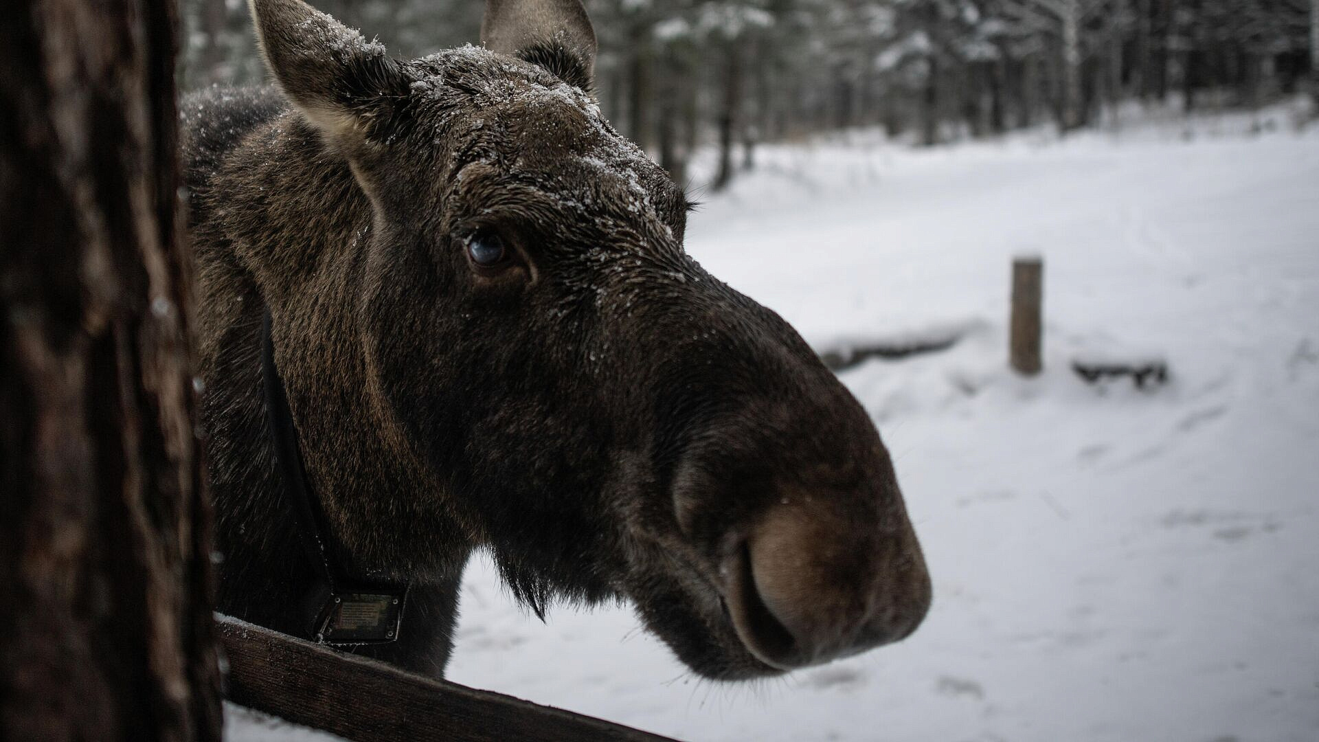 В Росприроднадзоре рассказали, что делать при встрече с лосем