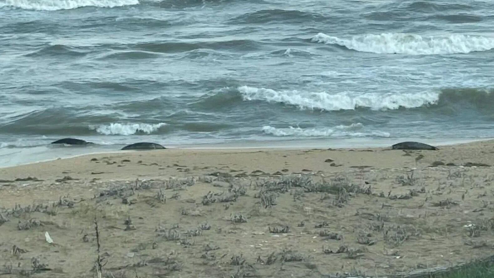 На побережье в Дагестане обнаружили множество мертвых каспийских тюленей