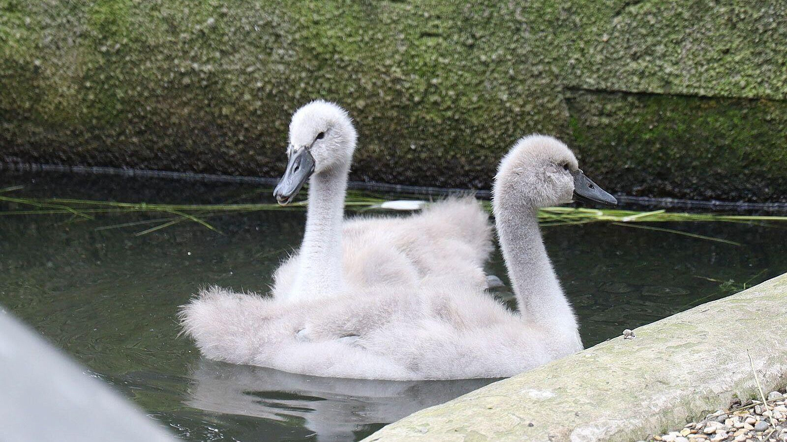 � ���������� �������� ��������� �� ���� ������ ������� � �������� ��������