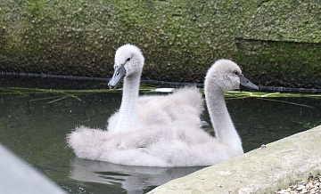 � ���������� �������� ��������� �� ���� ������ ������� � �������� ��������