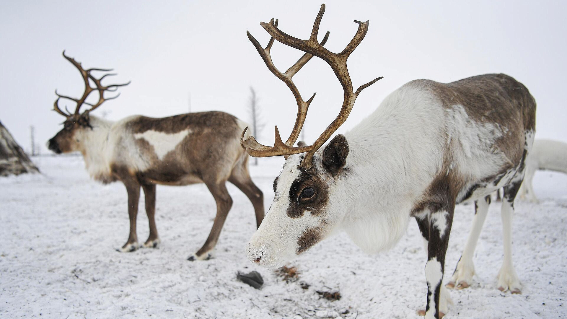 На Таймыре планируют метить оленей с помощью радиоошейников