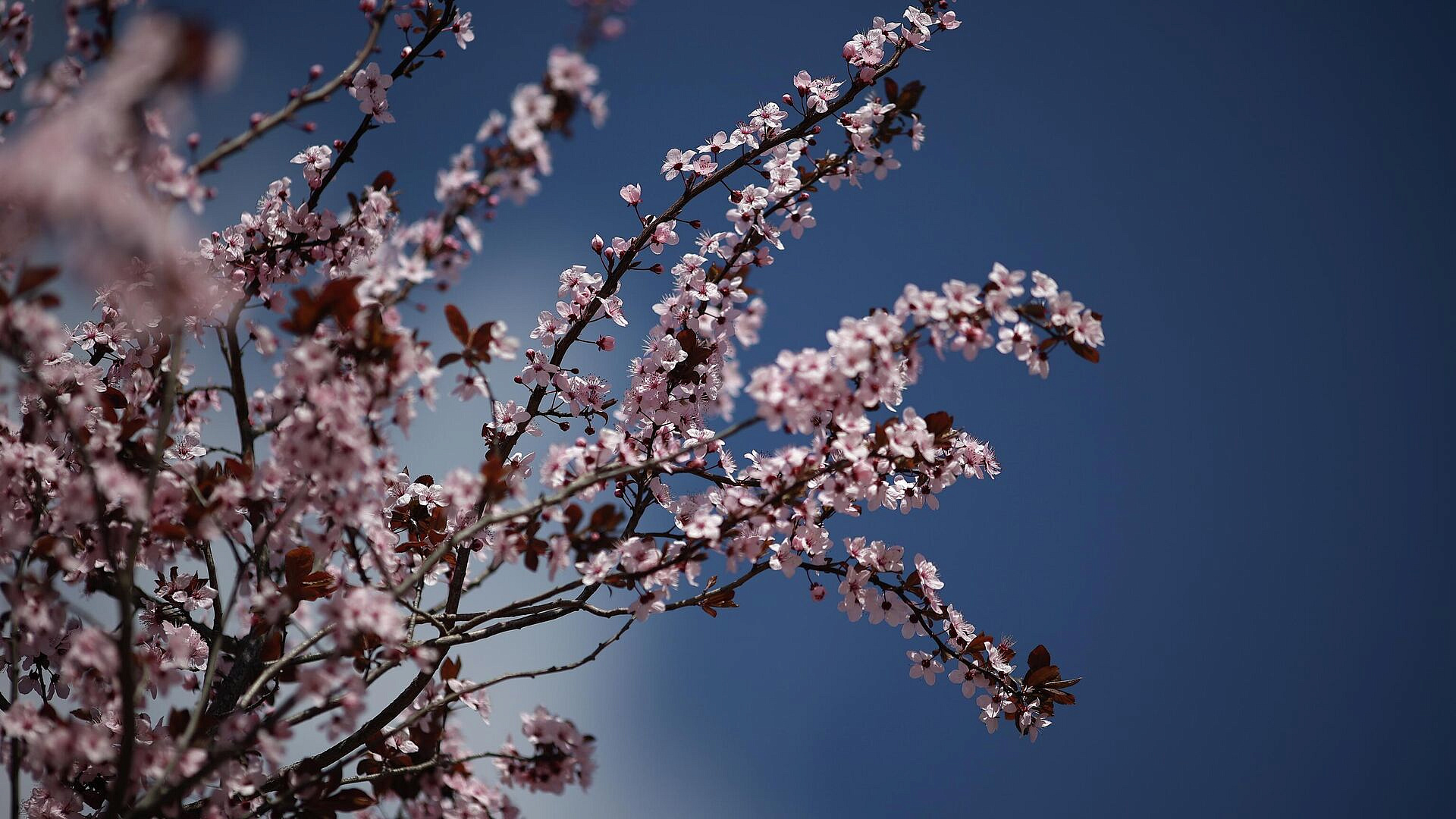 Синоптики советуют готовиться к "черемуховым" заморозкам в мае