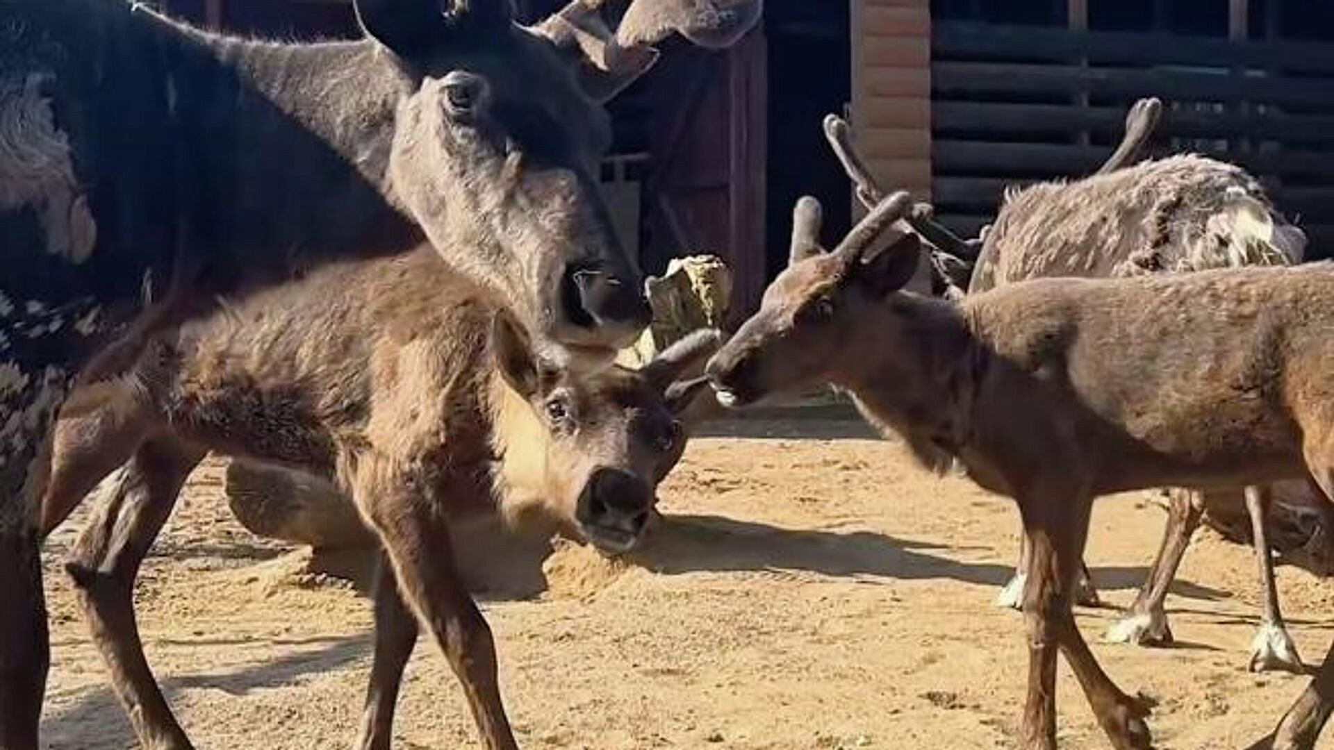 Ленинградский зоопарк сообщил о рождении северных оленят