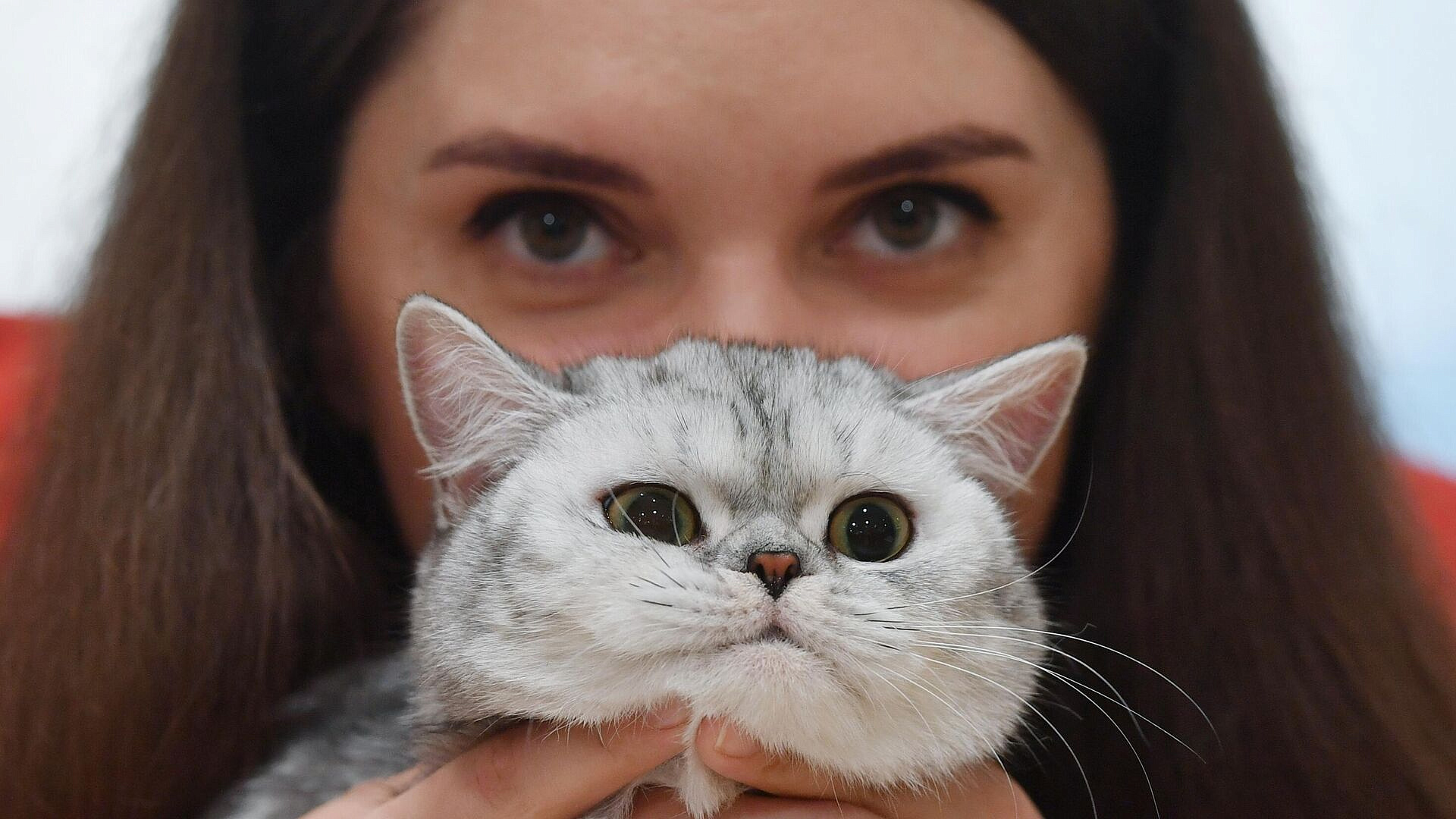 В Испании кошки стали помощниками в лечении аутизма и тревожных расстройств