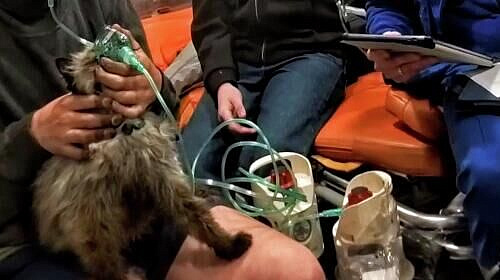 В Домодедово спасли двух кошек, оставшихся в горящей квартире