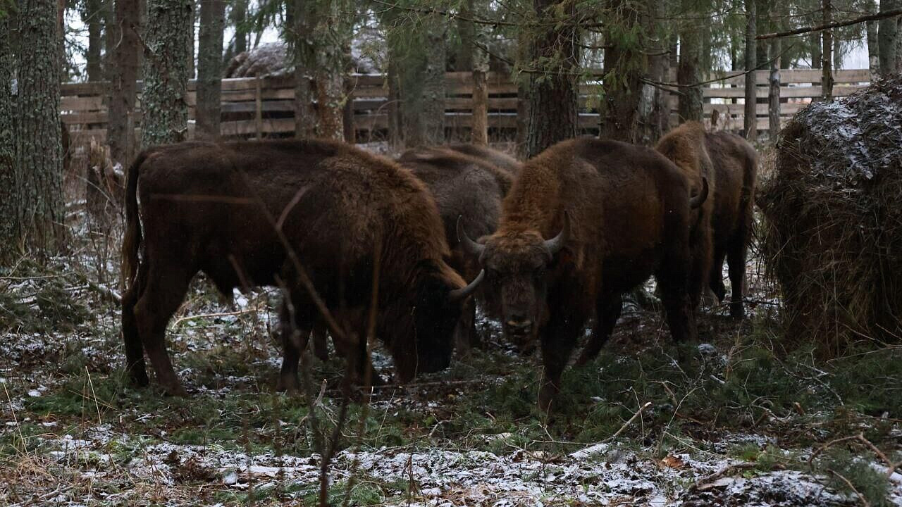 В Вологодскую область привезли восемь зубров