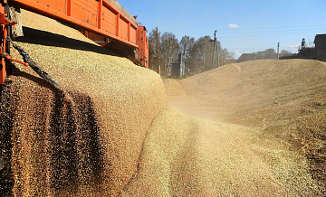 Производство зерна в РФ может вырасти